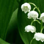 Lily of the Valley