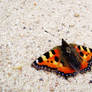 Small tortoiseshell