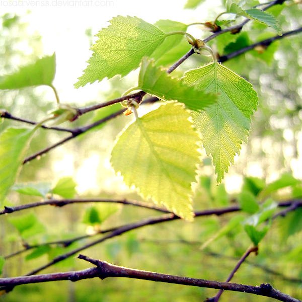 Yellow-green