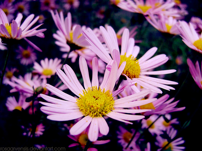 Chrysanthemums I