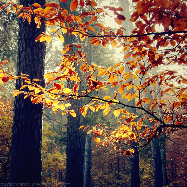 Bright leaves