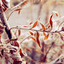 Frosty goldenrod