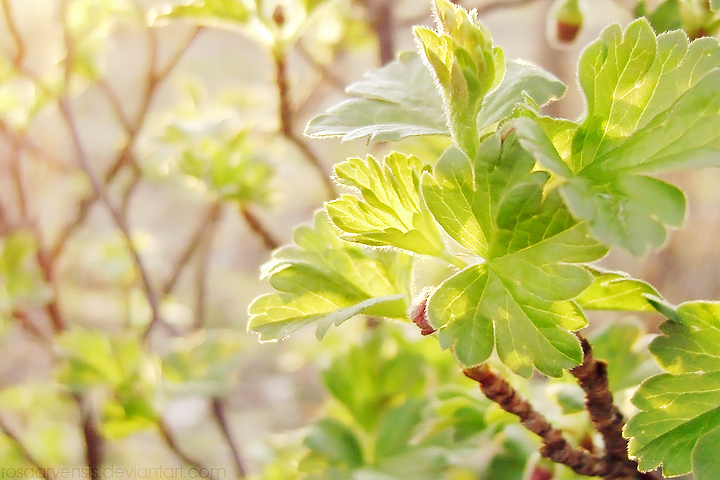 Gooseberry leaves