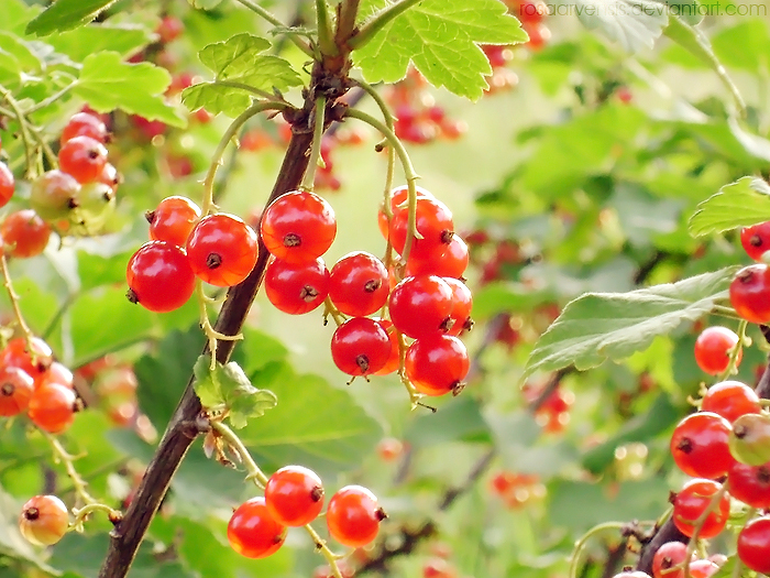 Redcurrant