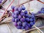 Grapes I by rosaarvensis