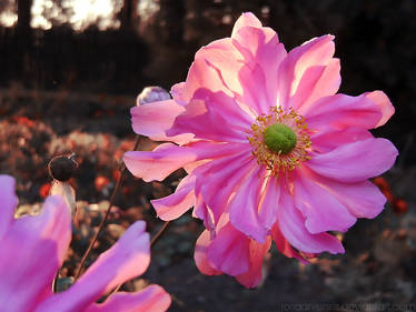 Autumn anemone