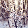 Random frosty twigs