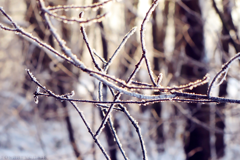 Random frosty twigs