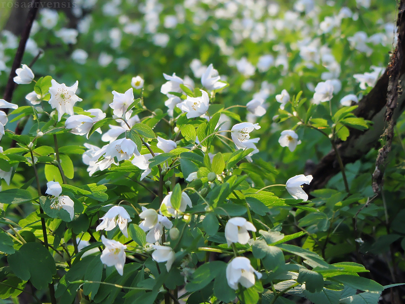 Isopyrum thalictroides