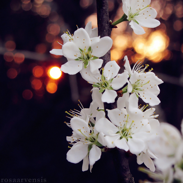 Sunset blossom