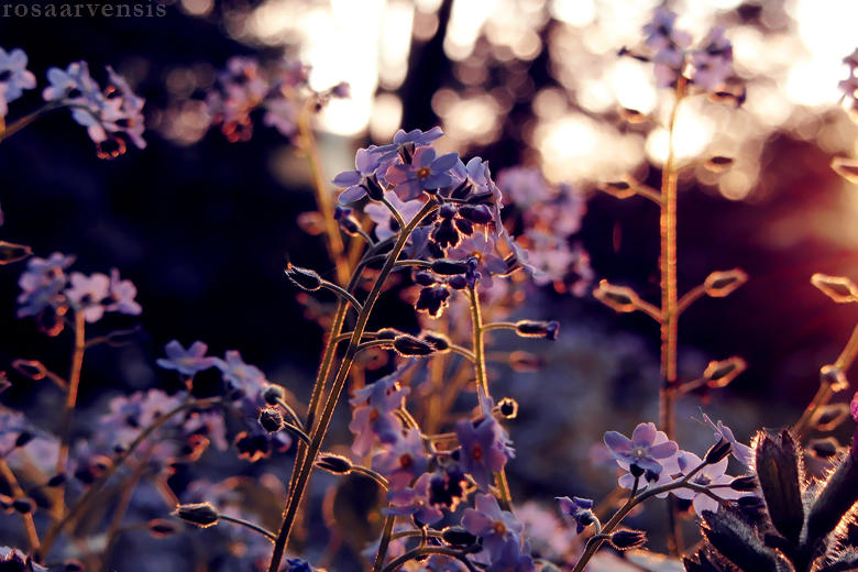 Forget-me-nots by rosaarvensis Forget-me-nots by rosaarvensis