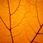 Veins by rosaarvensis