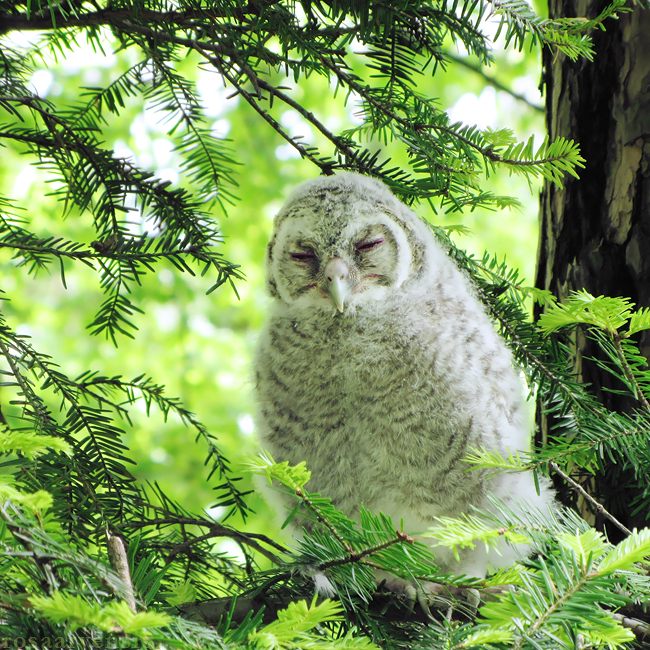 Owlet by rosaarvensis Owlet by rosaarvensis