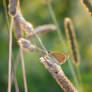 Butterfly meadow II