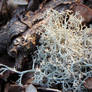 Cladonia