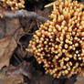 Ramaria