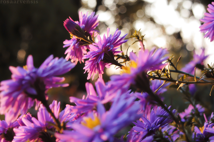 Autumn aster