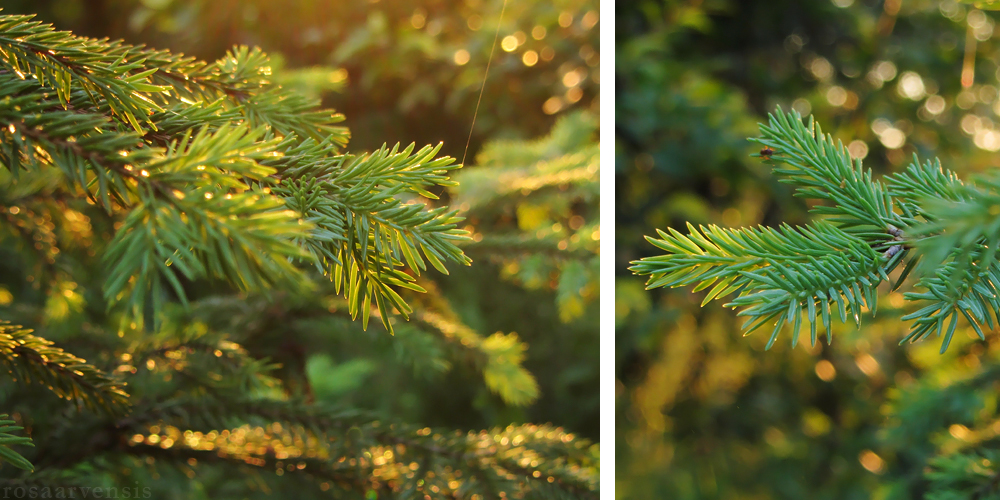 Sunset spruce