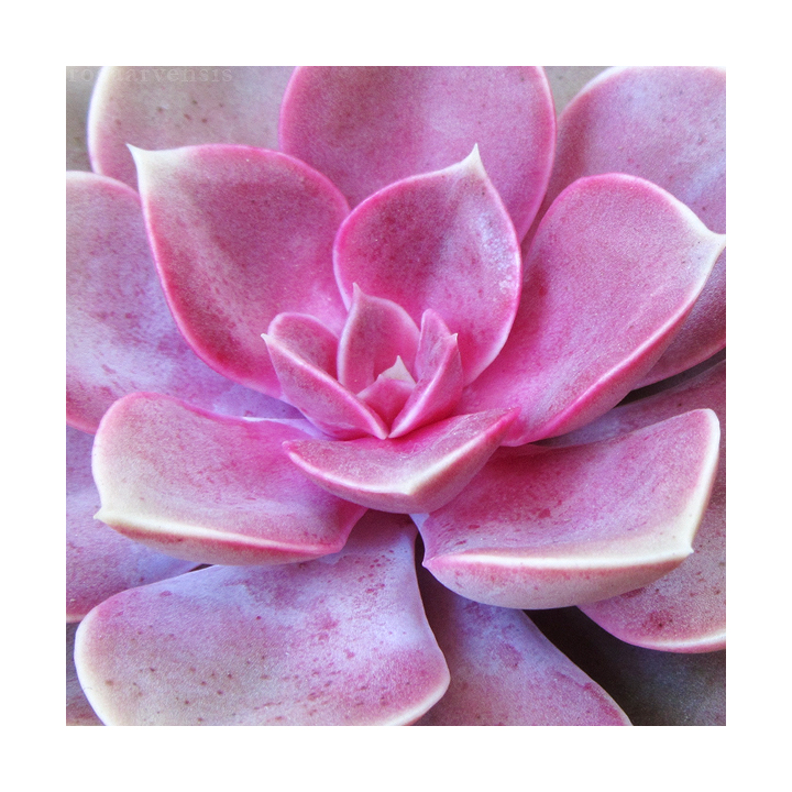 Echeveria