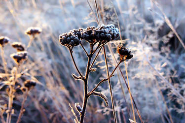 Yarrow in blue by rosaarvensis