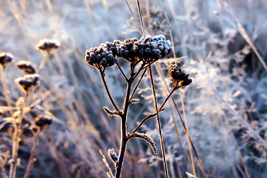 Yarrow in blue