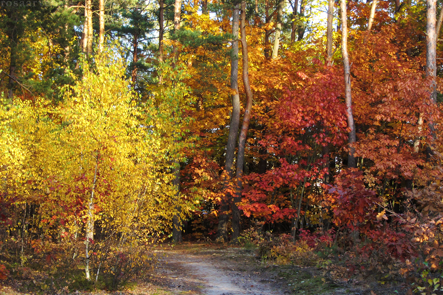 Autumn with red oak III