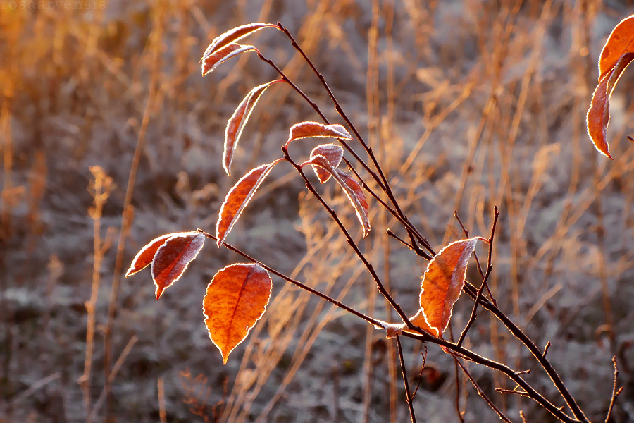 Autumn with black cherry II