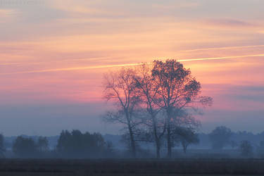 Dawn with poplars by rosaarvensis