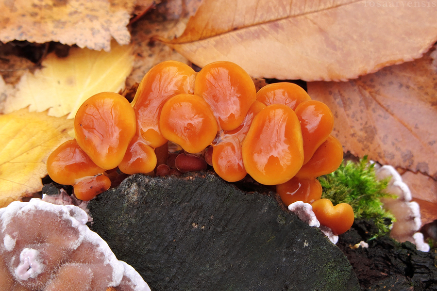 Glossy mushrooms