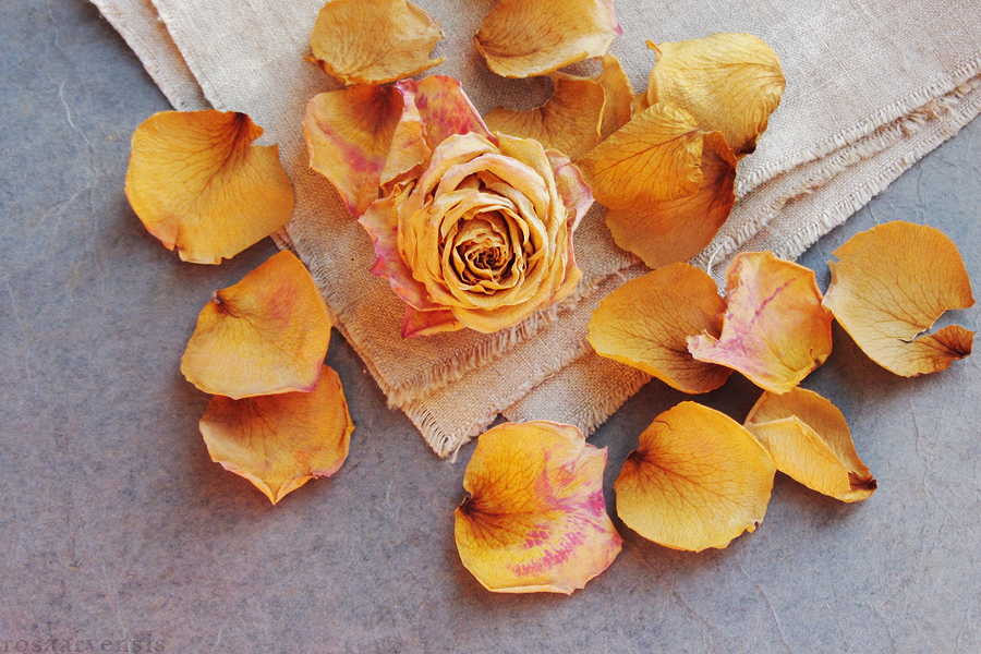 Warmth radiating by rosaarvensis Warmth radiating by rosaarvensis