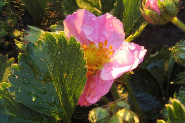 Fragaria by rosaarvensis
