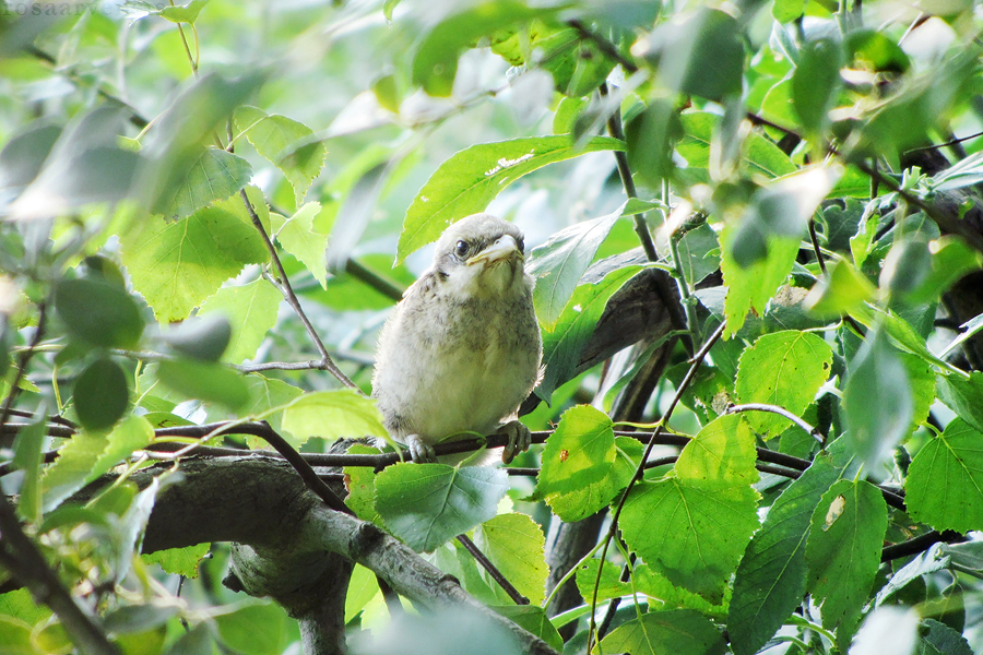 Hidden in the green II