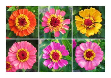 Zinnias by rosaarvensis