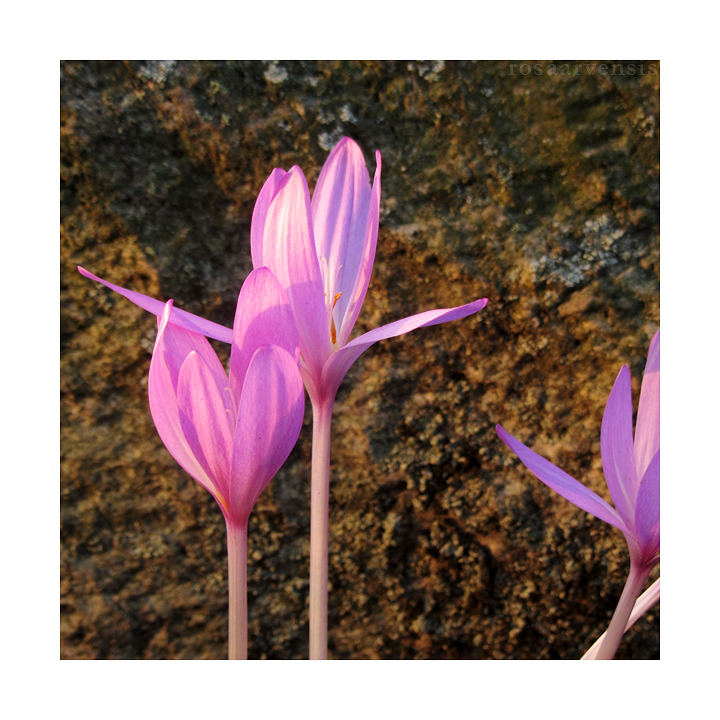 Colchicum autumnale