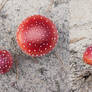 Two toadstools on the sand I