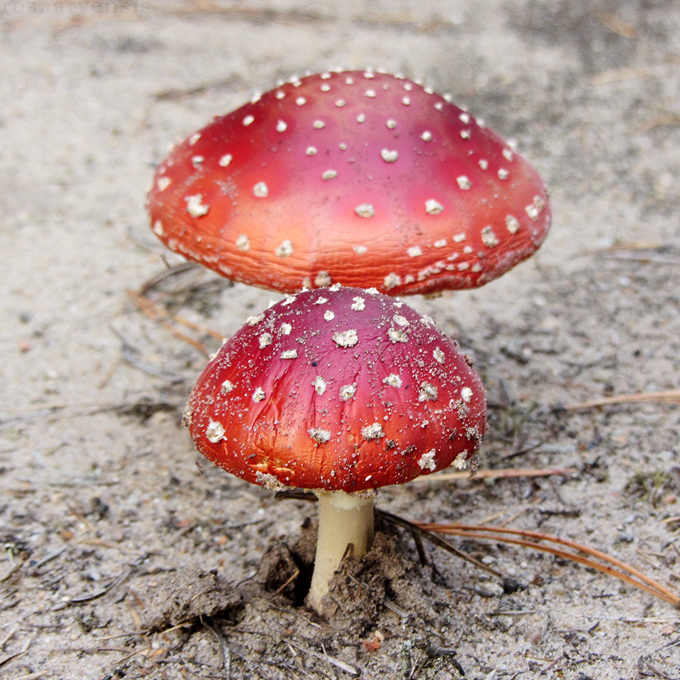 Two toadstools on the sand II