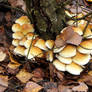 Mushroom wreath II