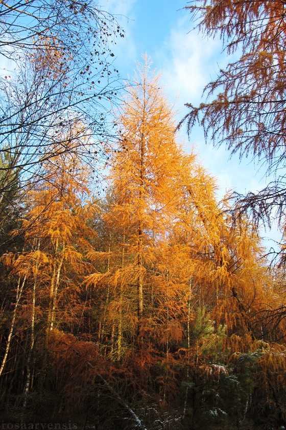 Larch in gold II