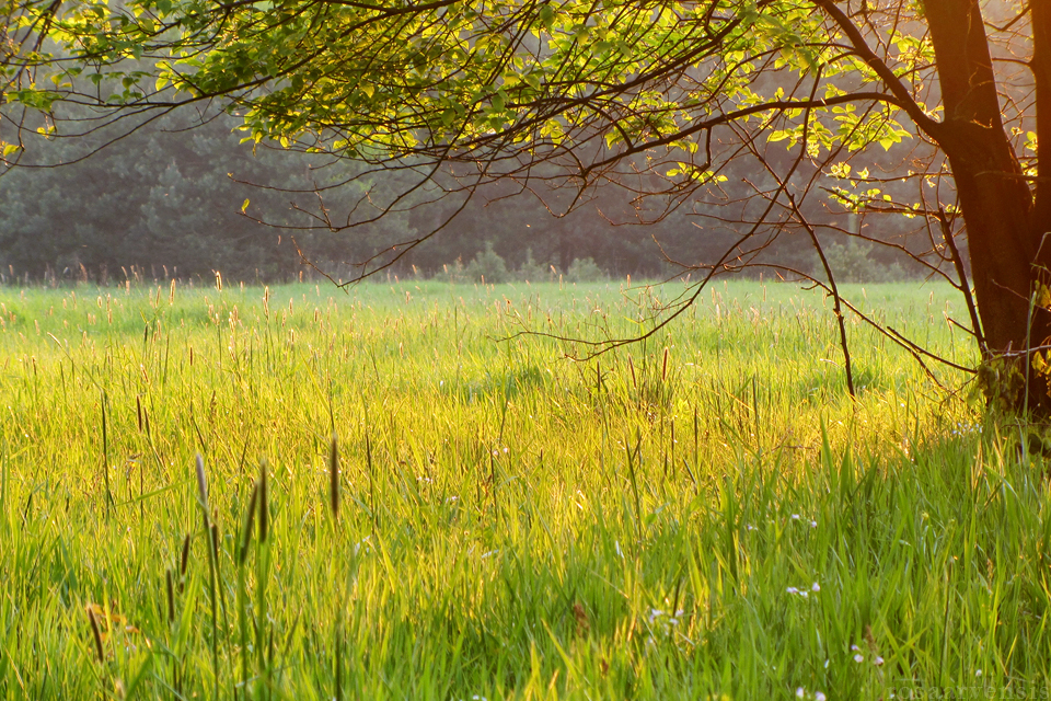 Lay on a field of green