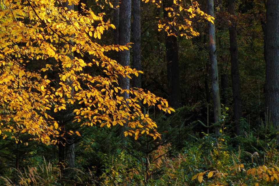 A glint of autumn