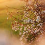 Blackthorn, white flowers IV