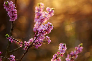 Daphne mezereum I