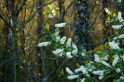 Smell of the spring shrubbery