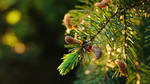 Spruce flowering by rosaarvensis