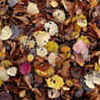November forest mosaic