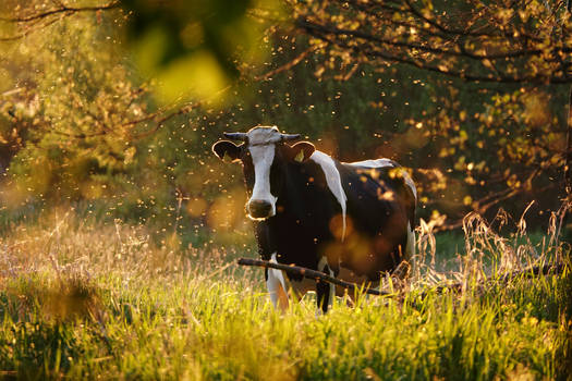 Cow in wonderland