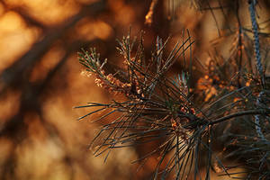 Dried up pine flower