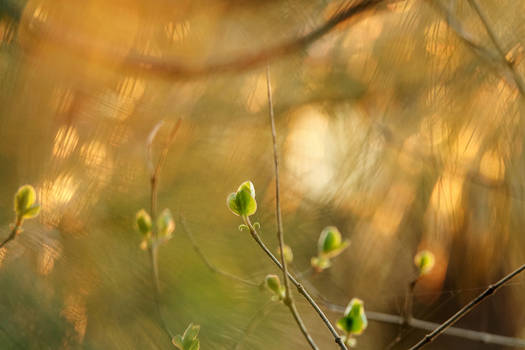 Little lilac's little leaves