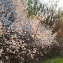 Shrub community