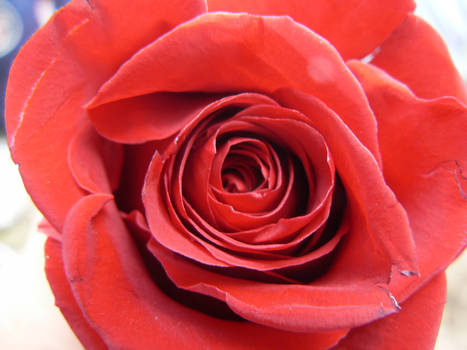 A Single Rose